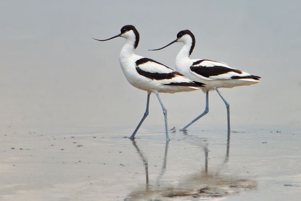 Шилоклювки