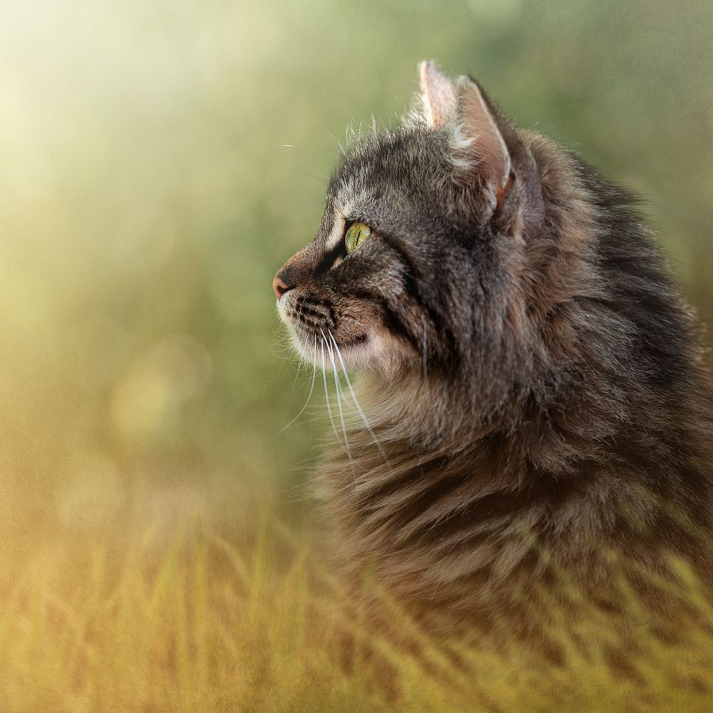 Photograph by PAPKIAURI TORNIKE