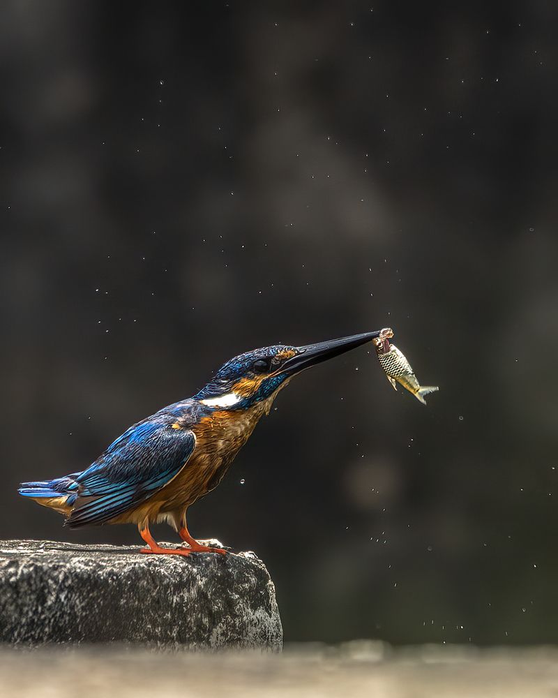 Photograph by JISHNUDEV PULINKUZHY