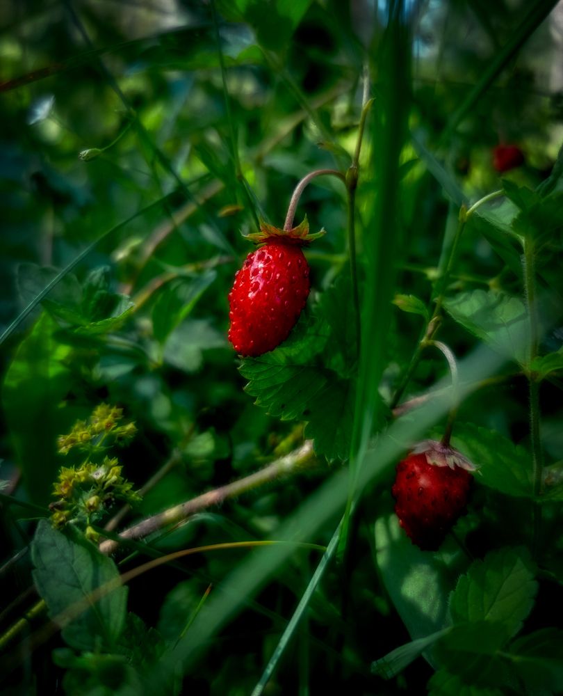 Photograph by Светлана Перминова