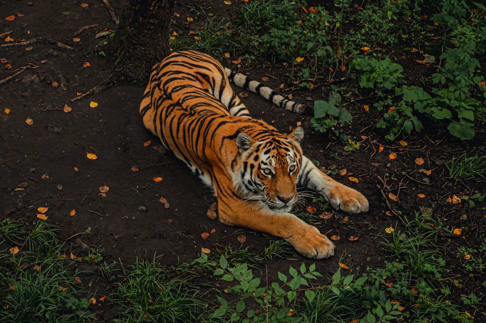 Фотография автора Александр Миронов