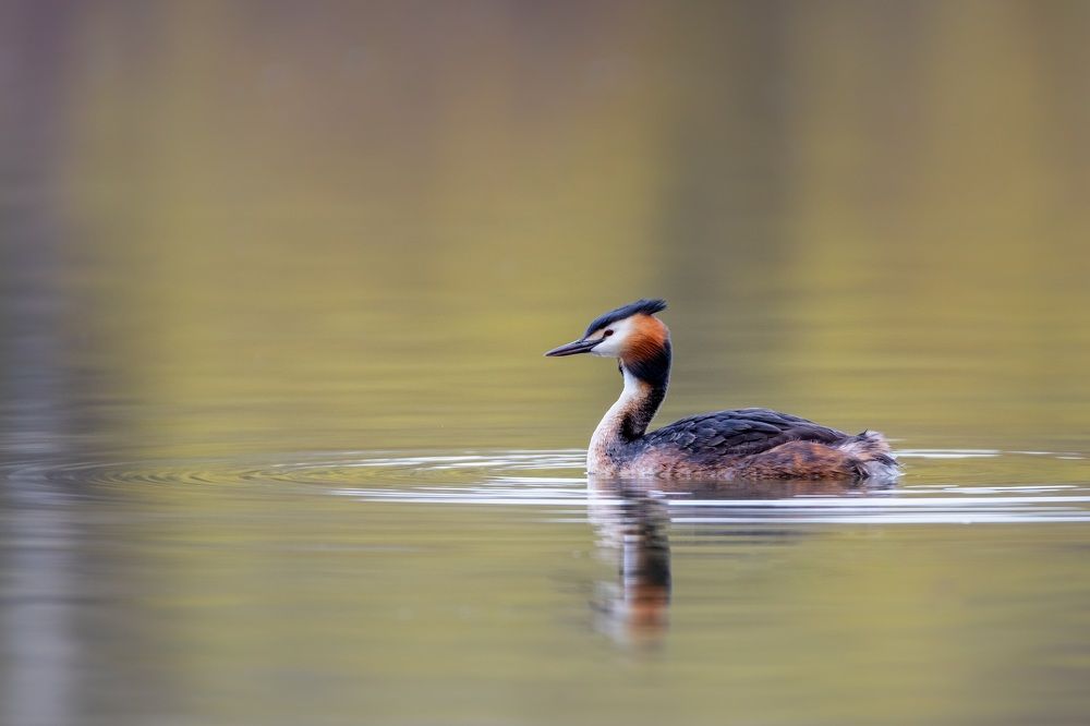 Фотография автора Дронов Константин
