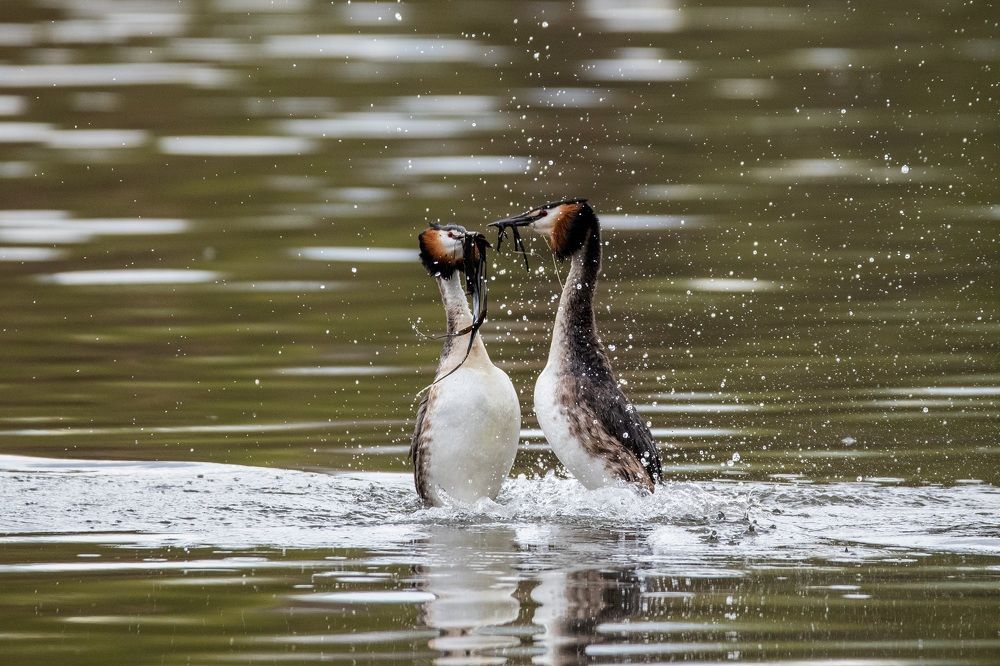 Фотография автора Дронов Константин