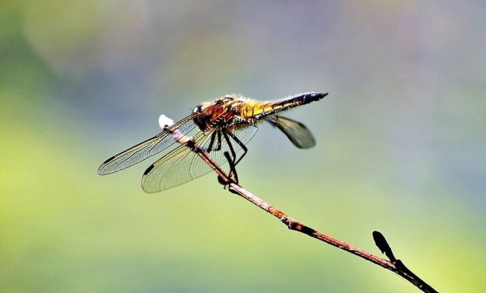 Photograph by Валерий Перевозчиков
