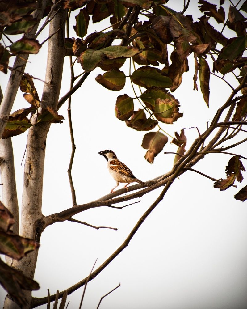 Photograph by Aser Osama