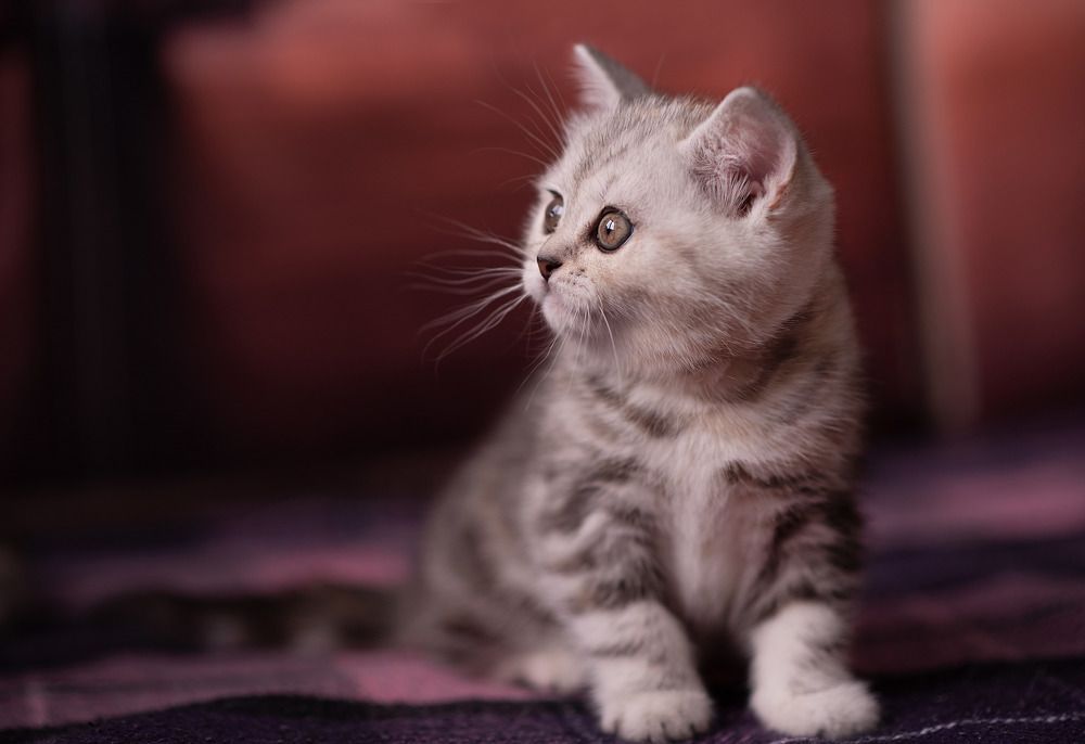 Фотография автора Евгения Рожкова