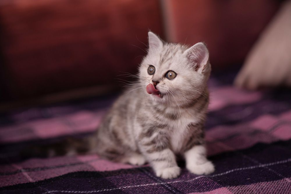 Фотография автора Евгения Рожкова