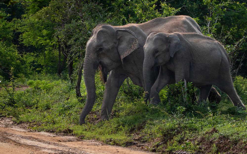 Photograph by Gayashan Kulathunga
