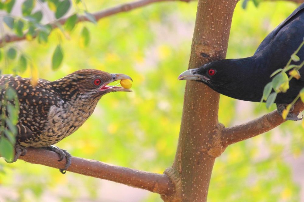 Photograph by Ayanendu De