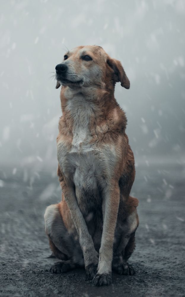 Photograph by Rastin Haghighi