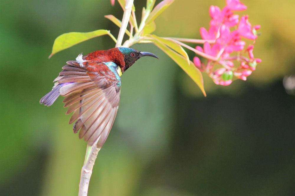 Photograph by Ayanendu De