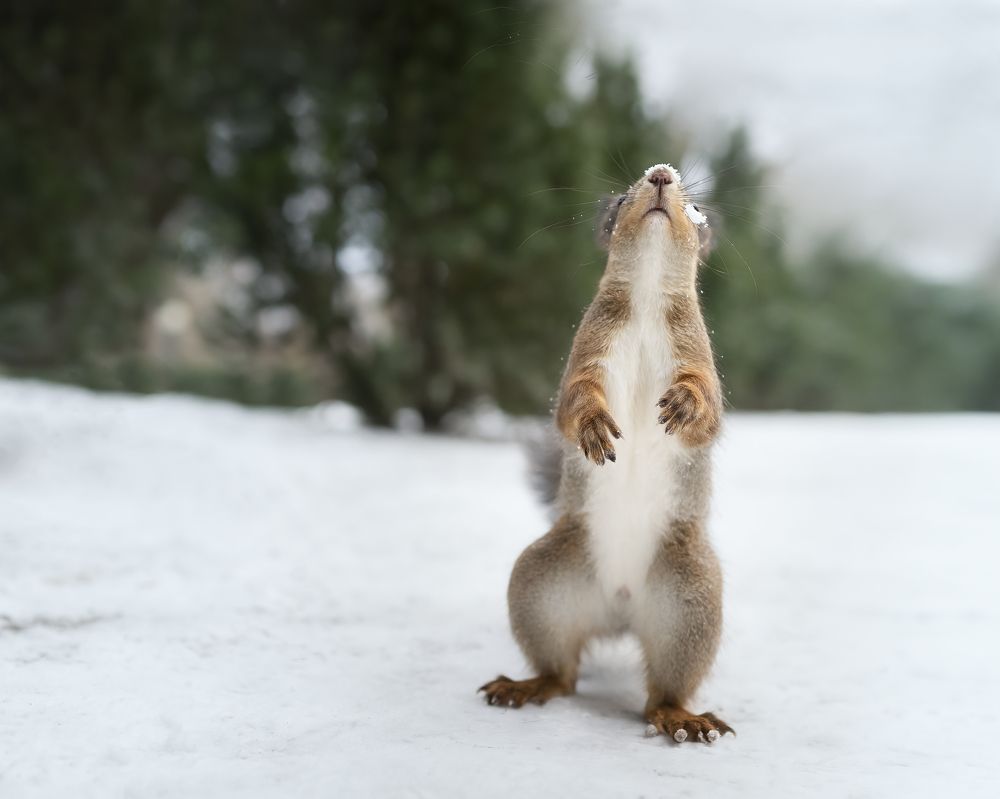 Зимние игры с белкой