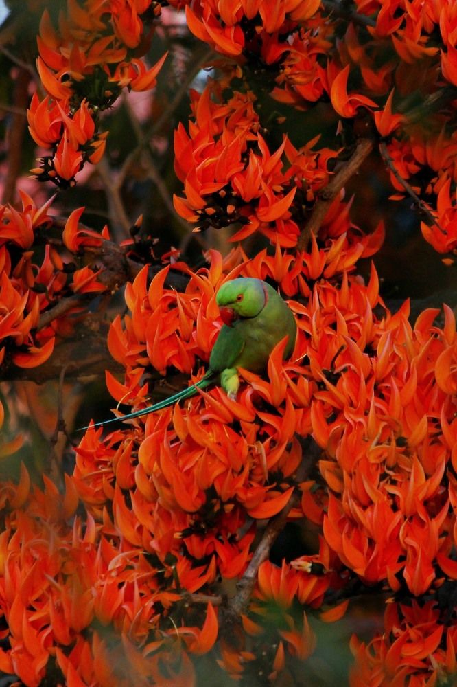 Parakeet in the full bloom of spring