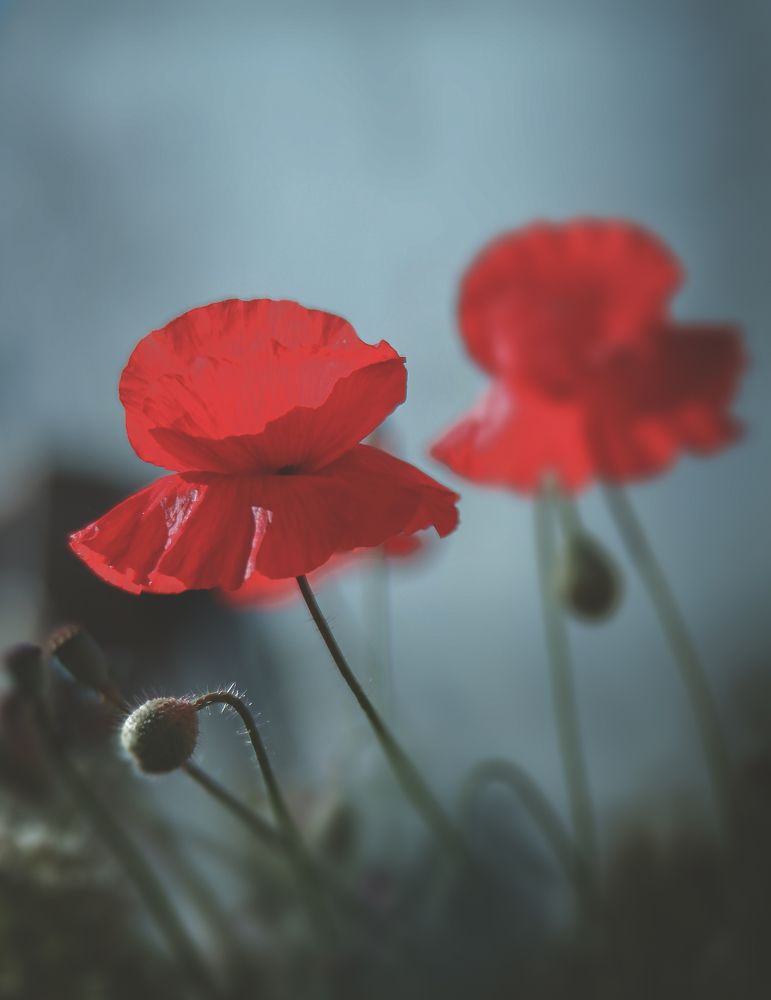 Photograph by Карина