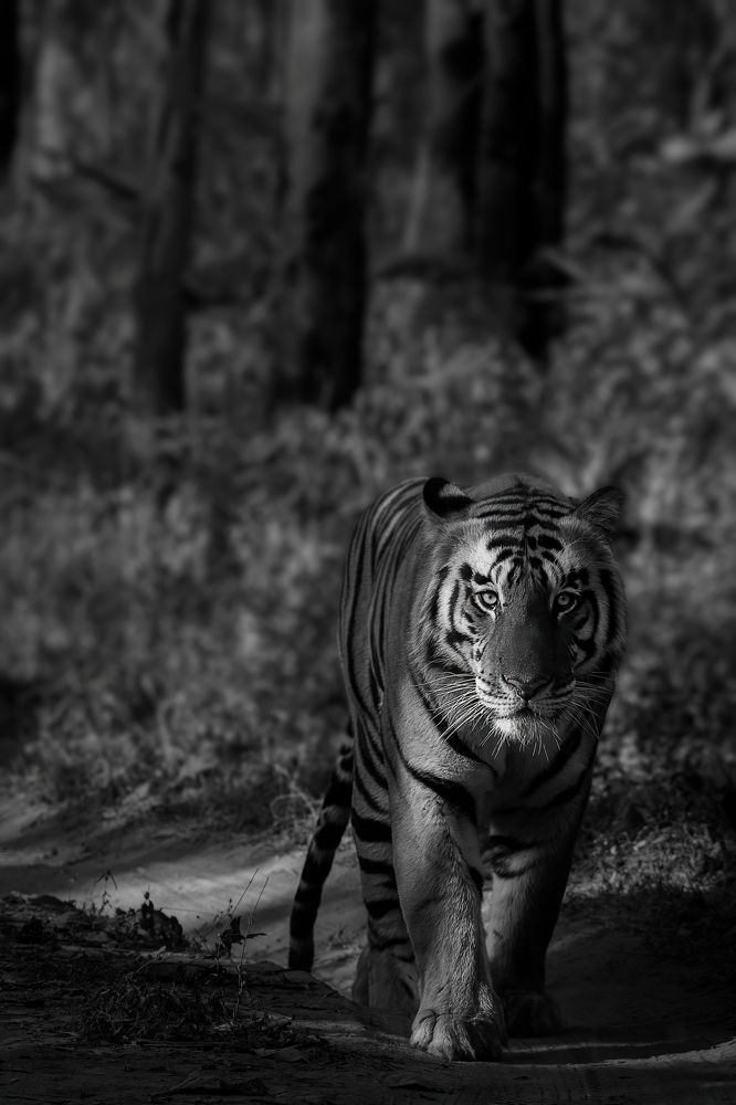 Photograph by Jain Salil