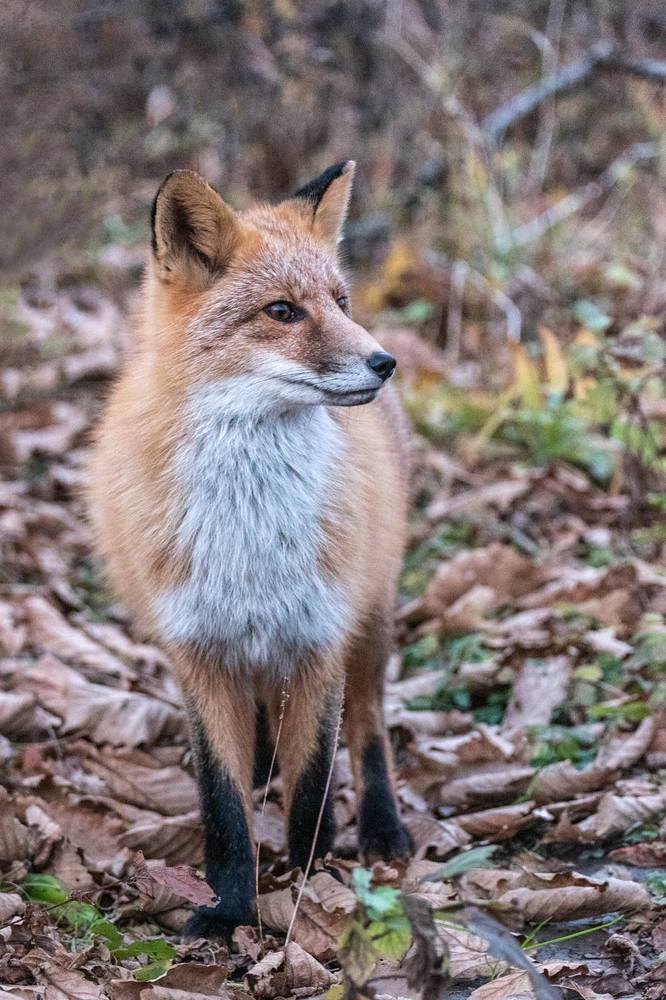 Дикий животный мир Приморья