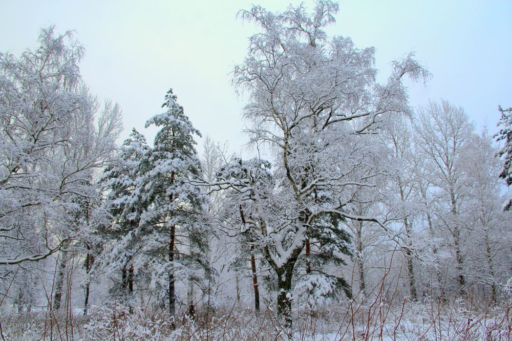 Photograph by Жанна Нечаева