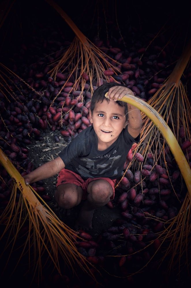 Dates Harvest