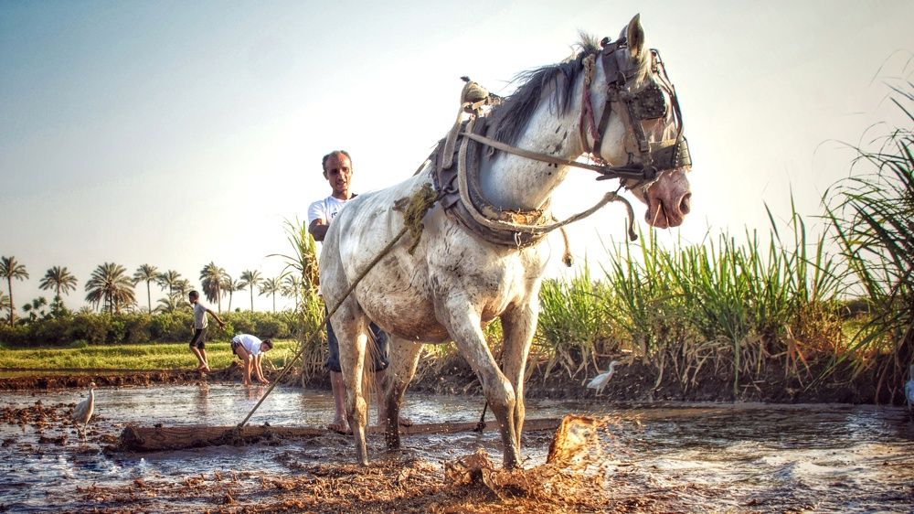 The farmer & the horse