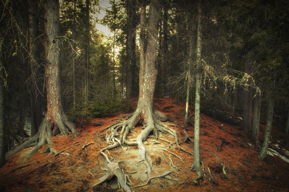 Photograph by Ксения