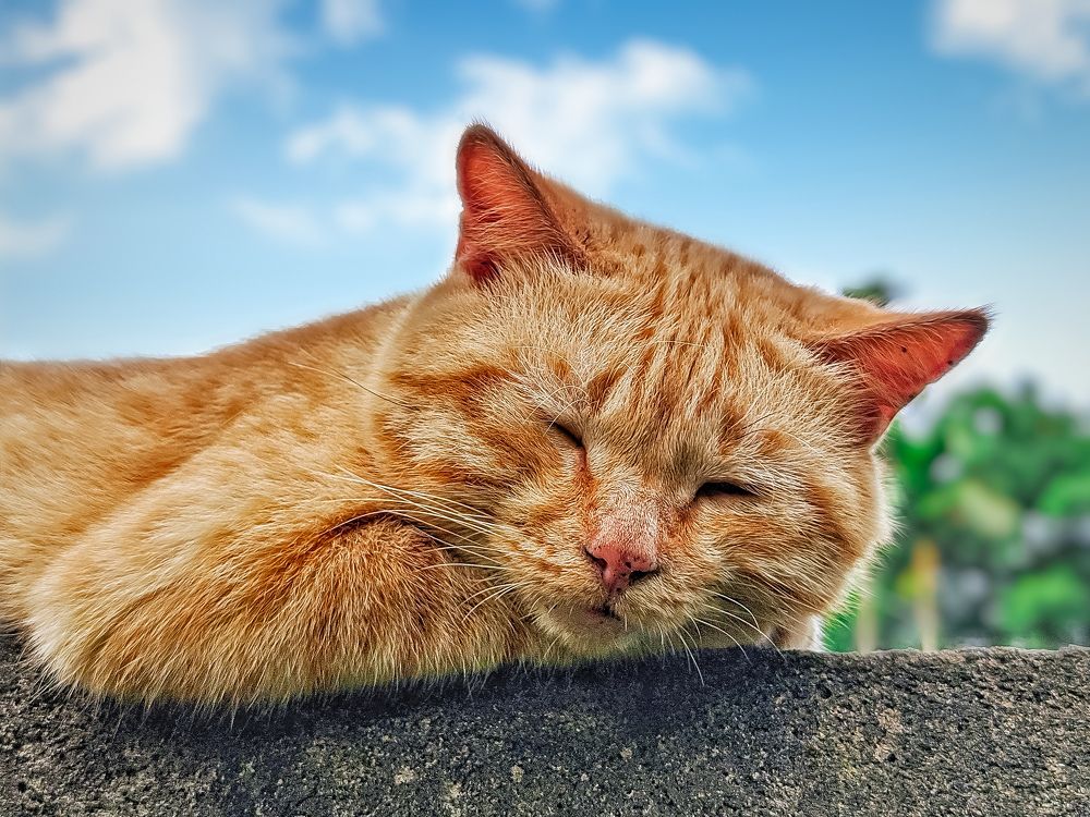 Photograph by Sajith Nayanananda