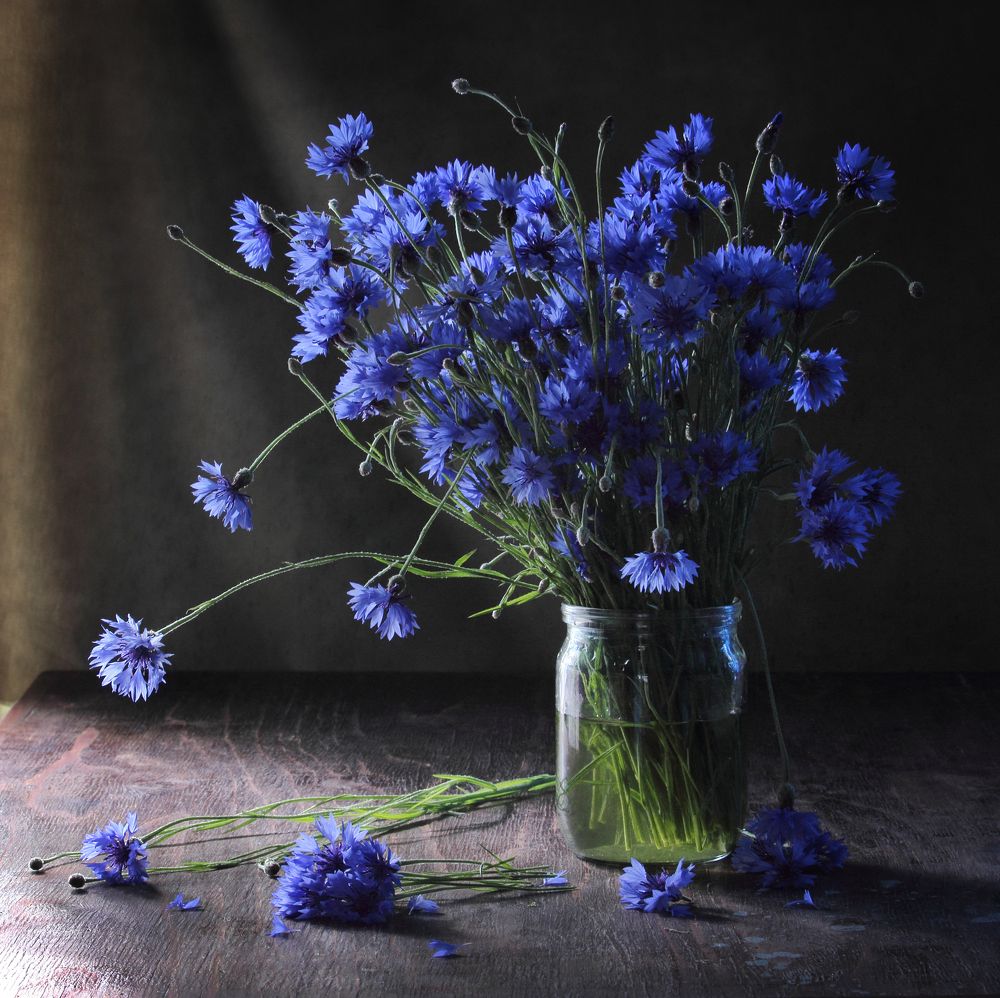 Фотография автора Дарья Шамакина