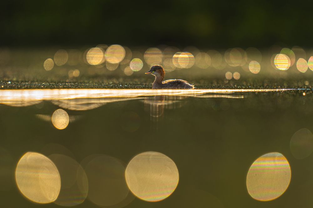 Photograph by Akhil Vinayak Balachandra Menon
