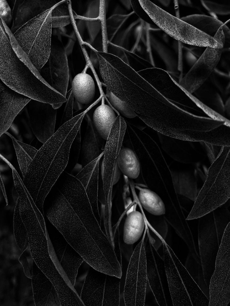 Photograph by Алена Шаргина