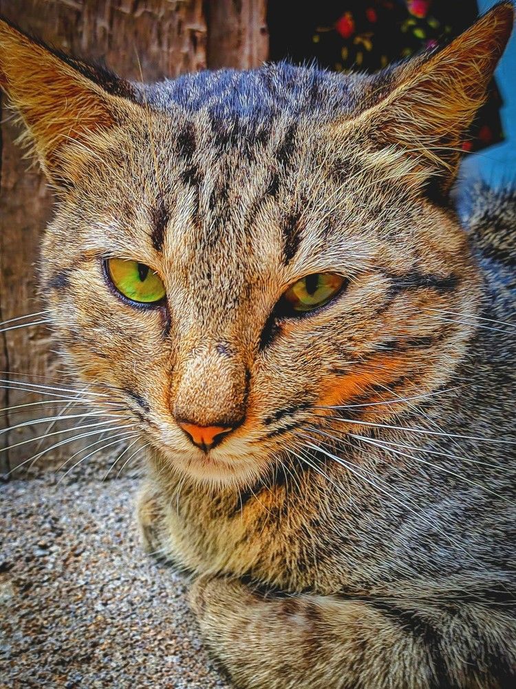 Photograph by Sajith Nayanananda