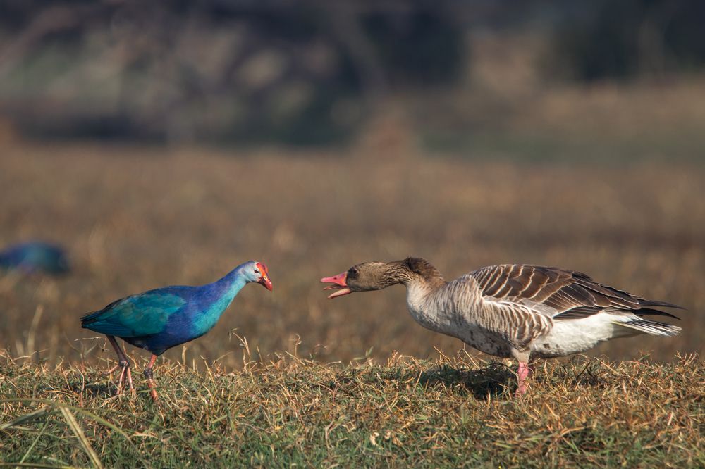 Did you hear the latest Gossip??