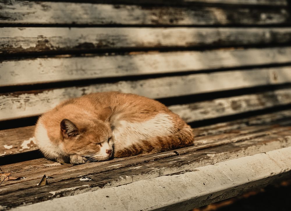 Photograph by Александра Кропивка