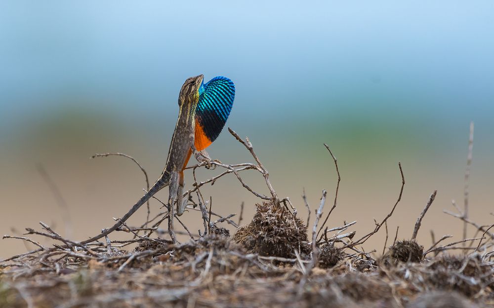 Photograph by CHINTA HARAN GHOSH