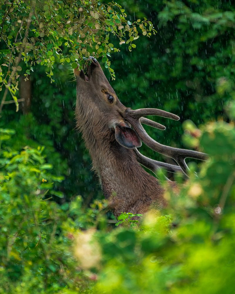 Photograph by Arnold judson Samuel