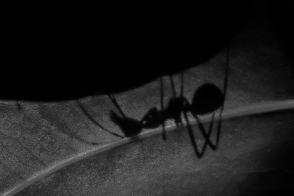 Фотография автора Laddu Sasindu Pramuditha De Silva