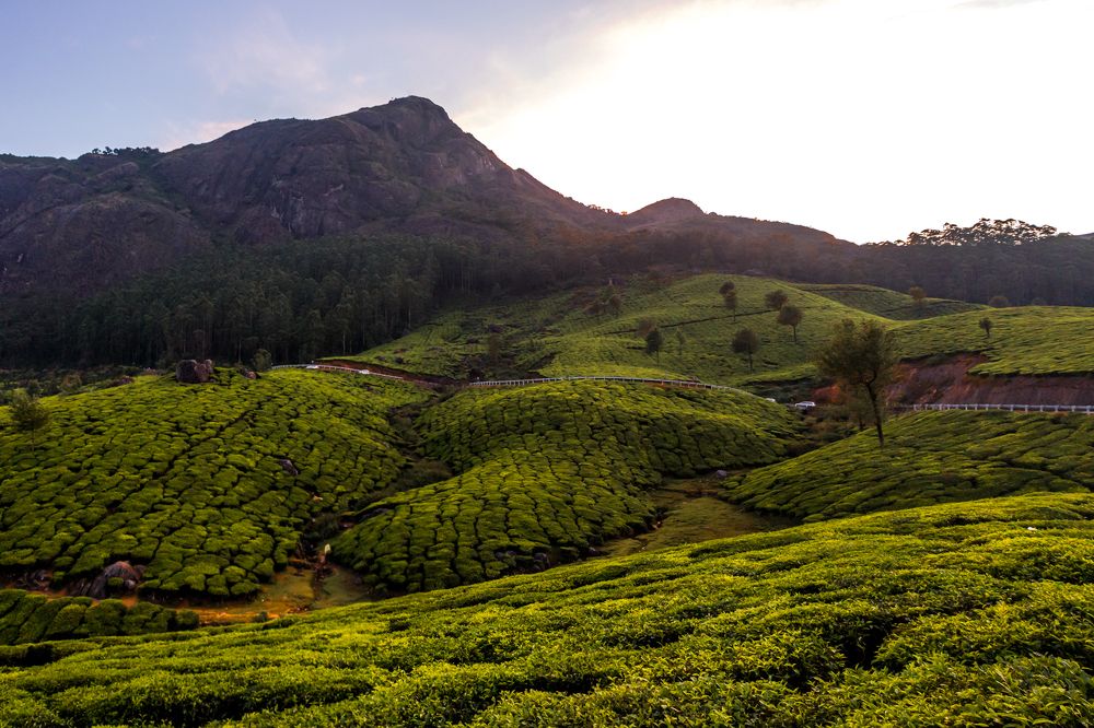 Evening Tea by the Tea Garden