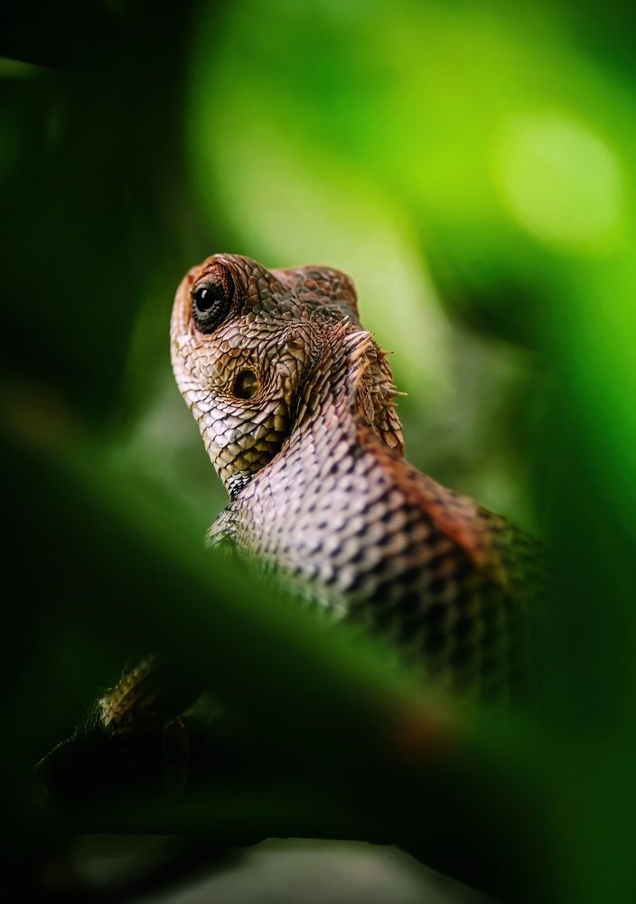 Raptor in the Bushes
