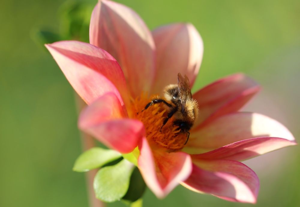 Photograph by Любовь Саханова