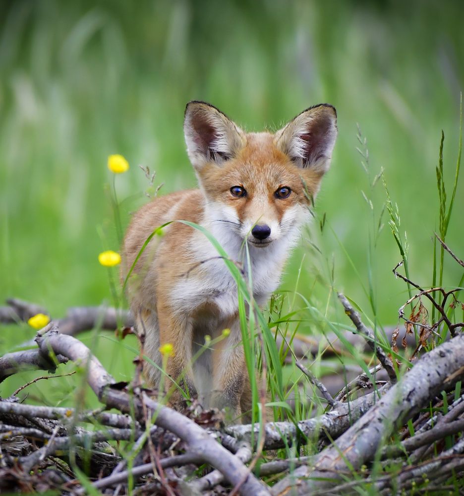 Photograph by Елена