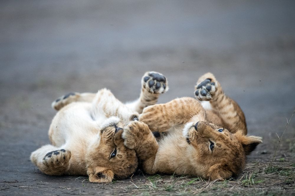 Фотография автора Sunny Saha Pramanick