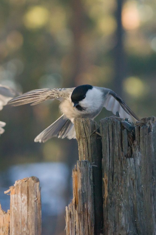Фотография автора Aleksandr Kadyshev