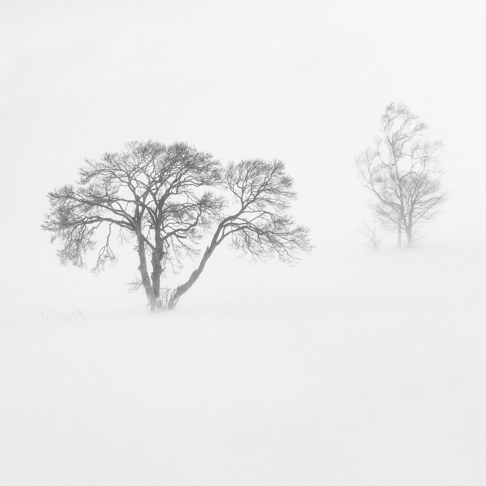 Lone Trees