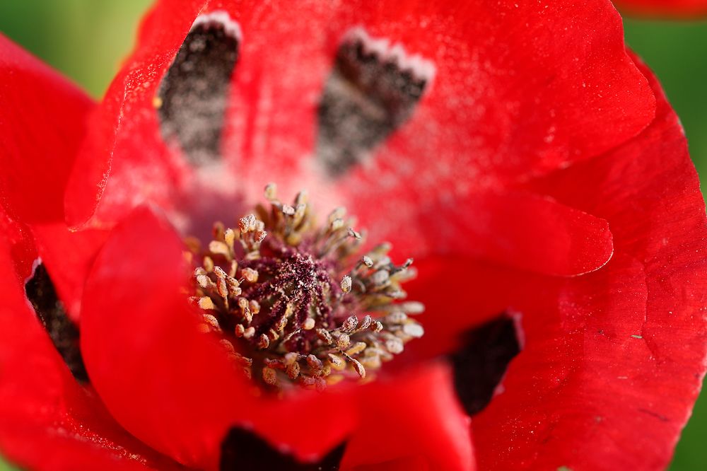 Photograph by Ольга Золототрубова