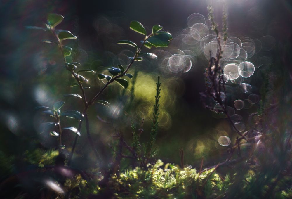 Photograph by Полякова Наталия