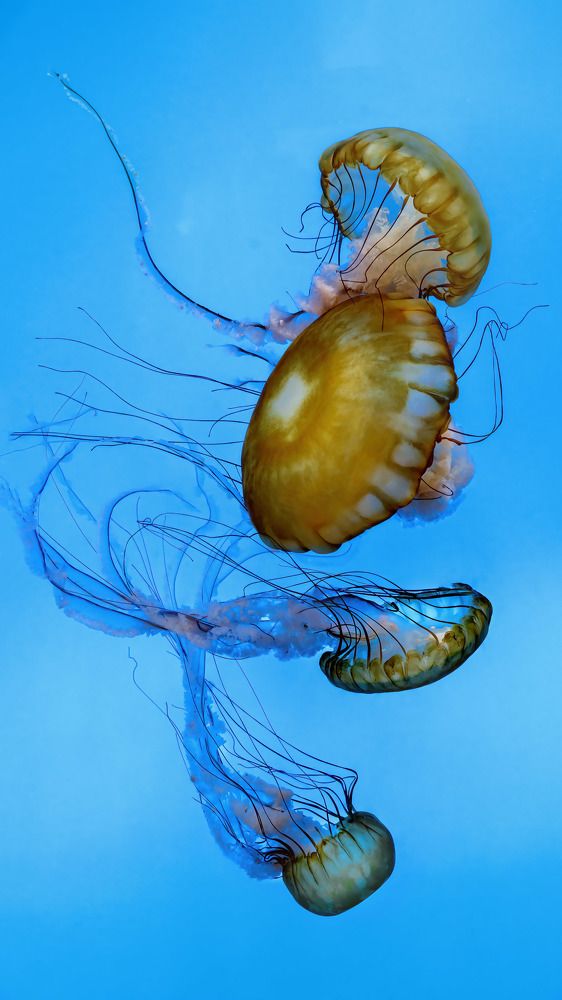 Photograph by Albert Zhager