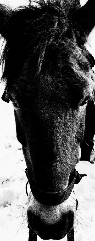 Fitoor my dear horse