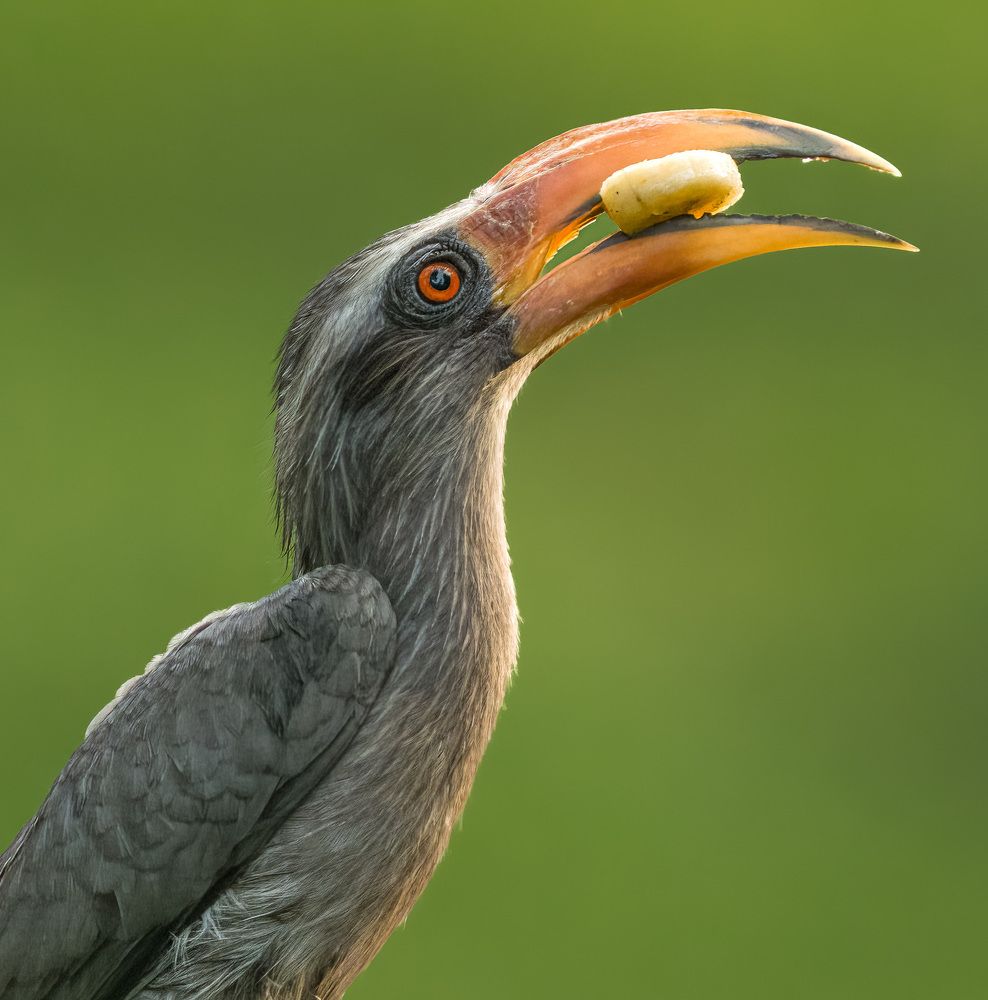 Фотография автора Binit Chatterjee