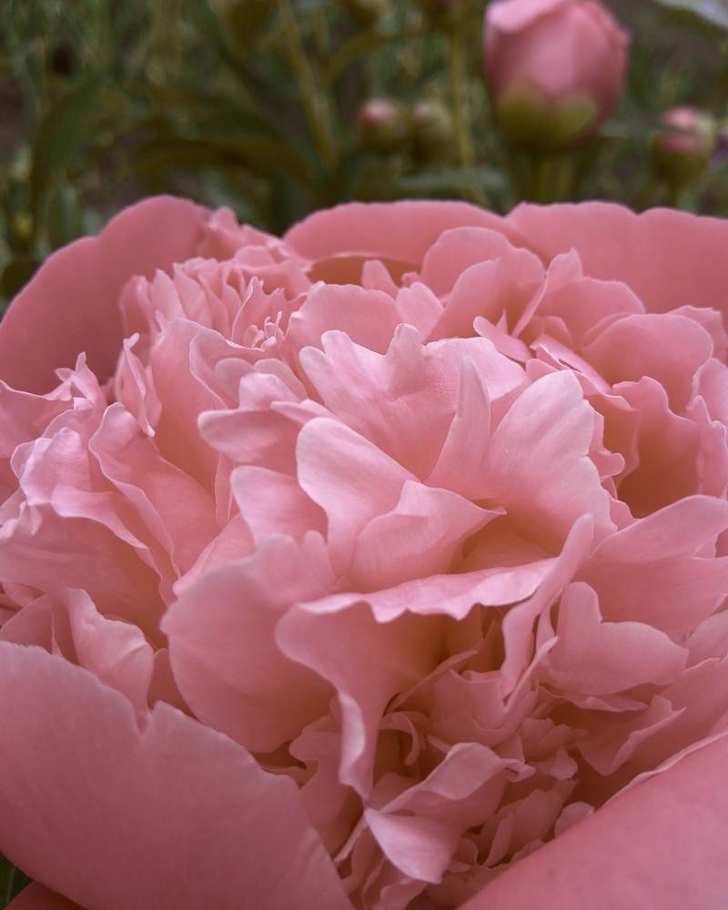 Photograph by Юлия Плаксина