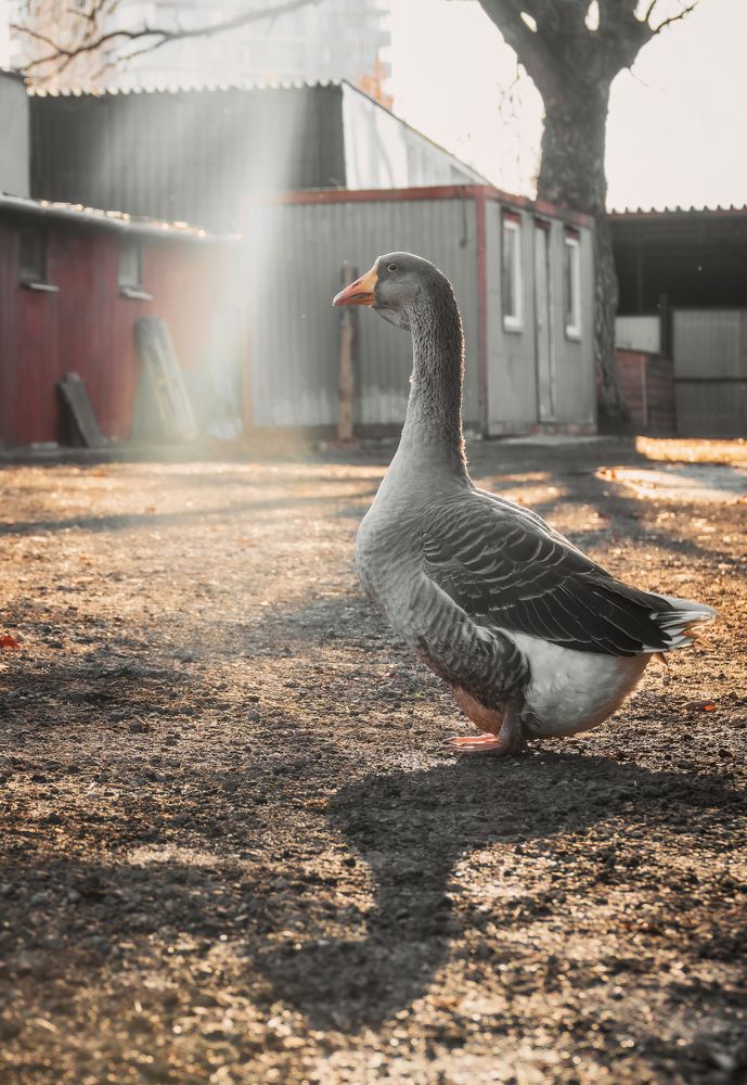 День гуся Акинака