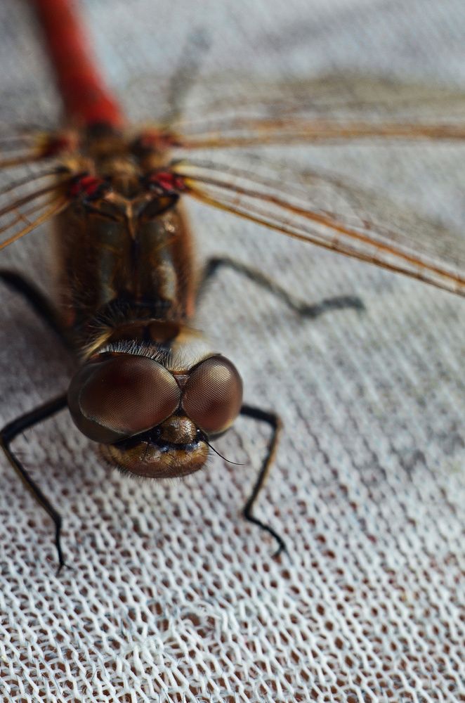 Фотография автора Вадим Писарев