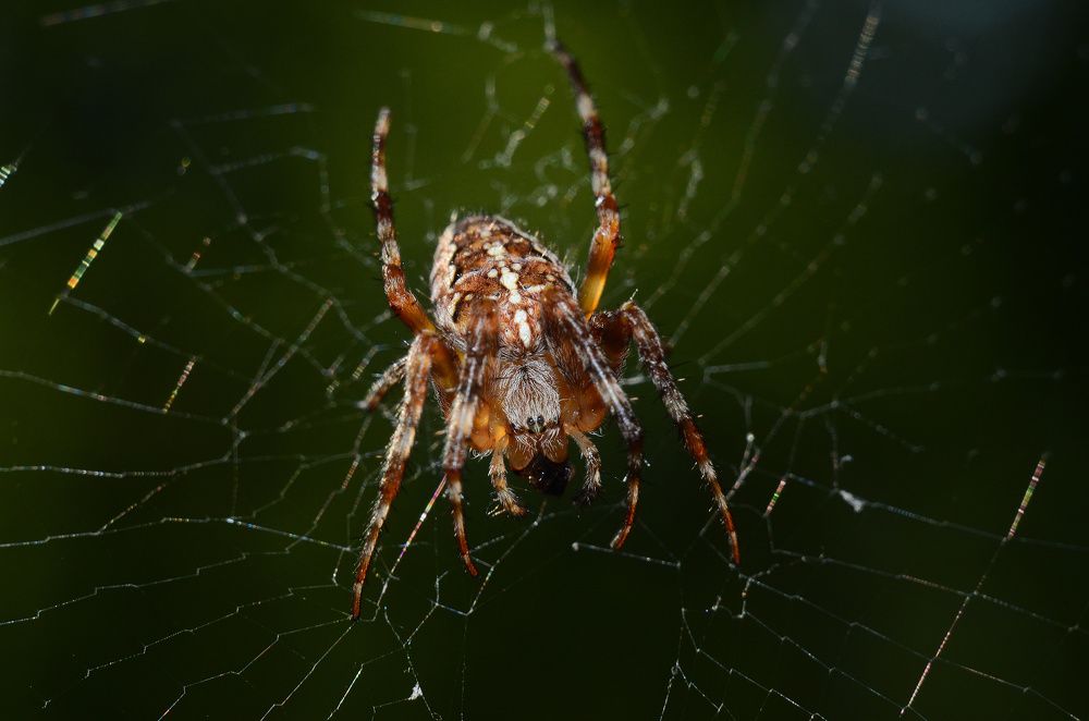 Фотография автора Вадим Писарев